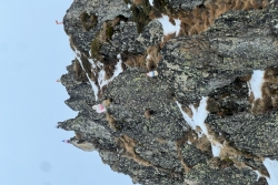 Valmorel -Saint François Longchamps 2025